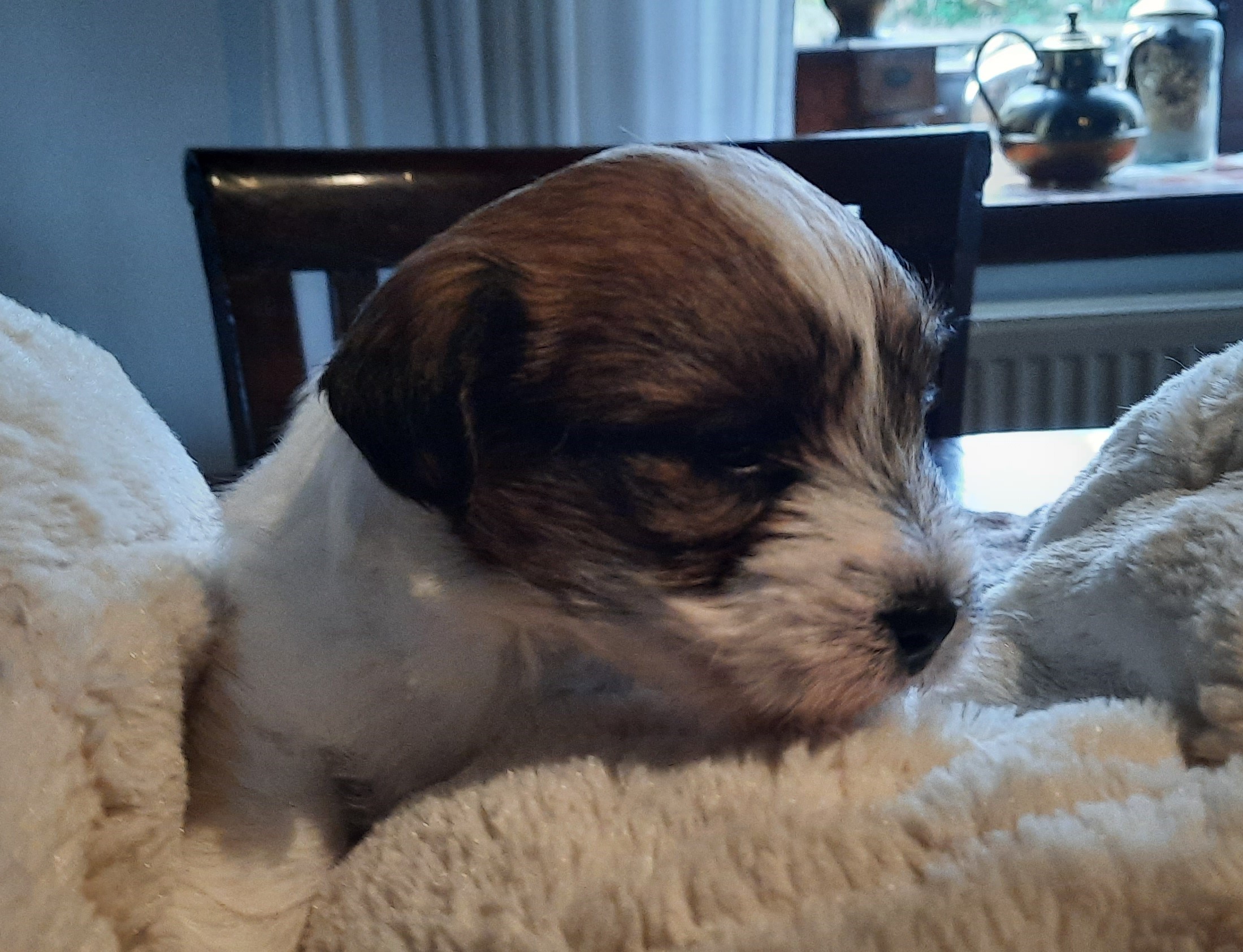 update pups