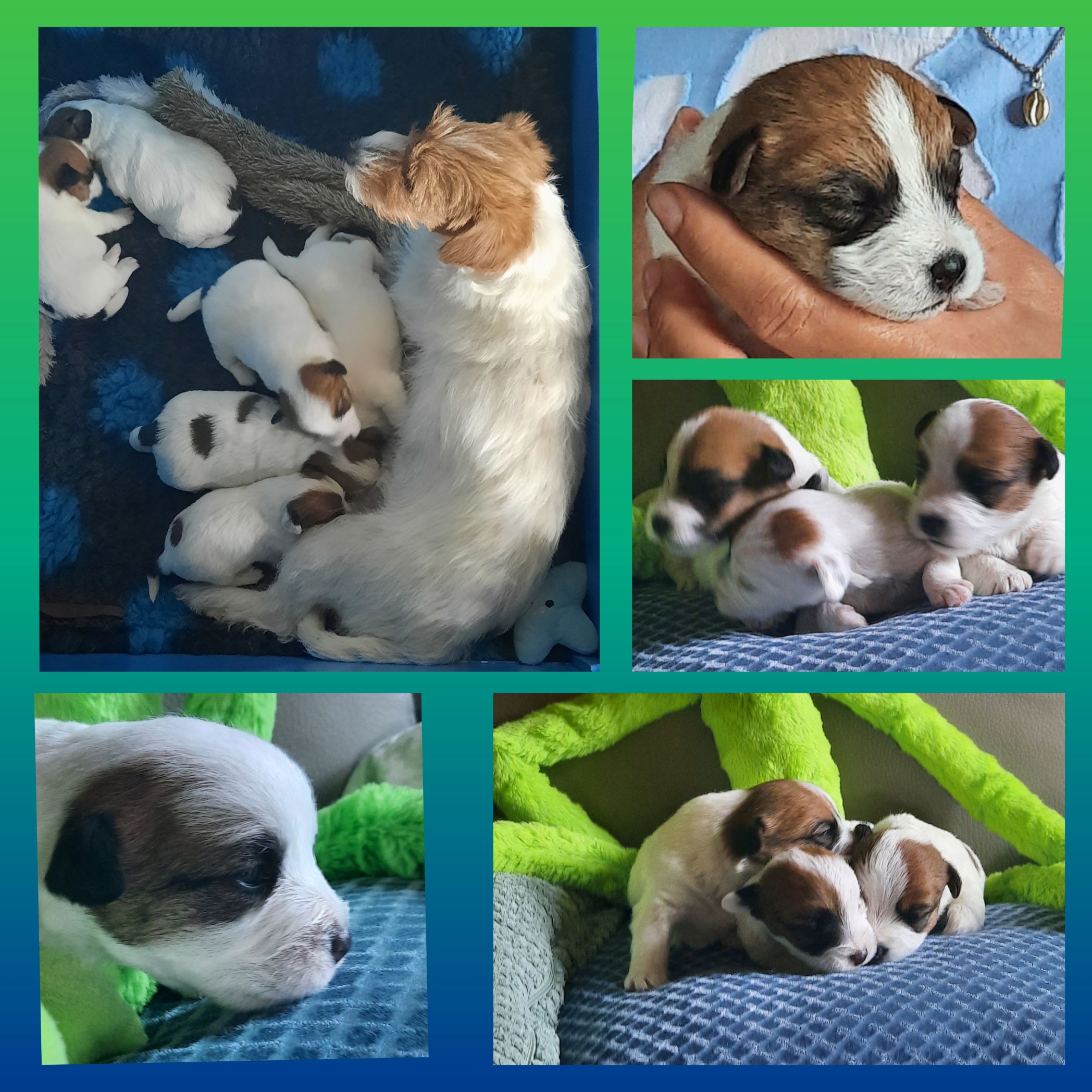 pups Tiffany & Hummer