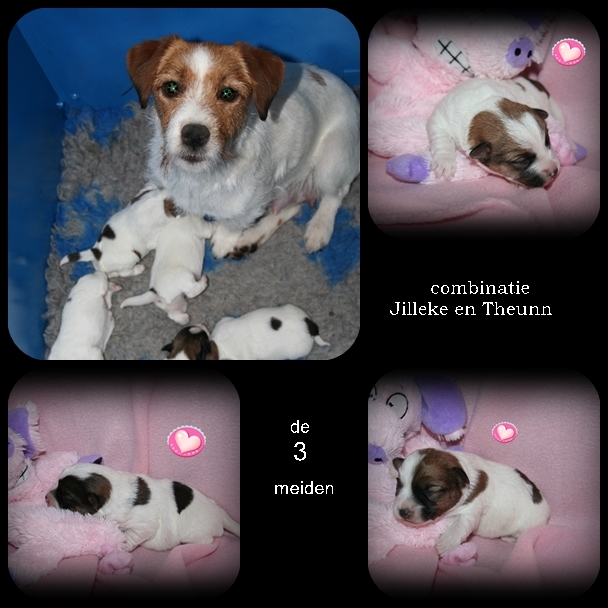 update pups